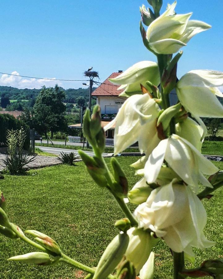 Apartman Lena Tusilovic Экстерьер фото